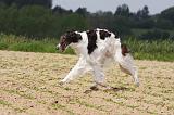 BARZOI 014